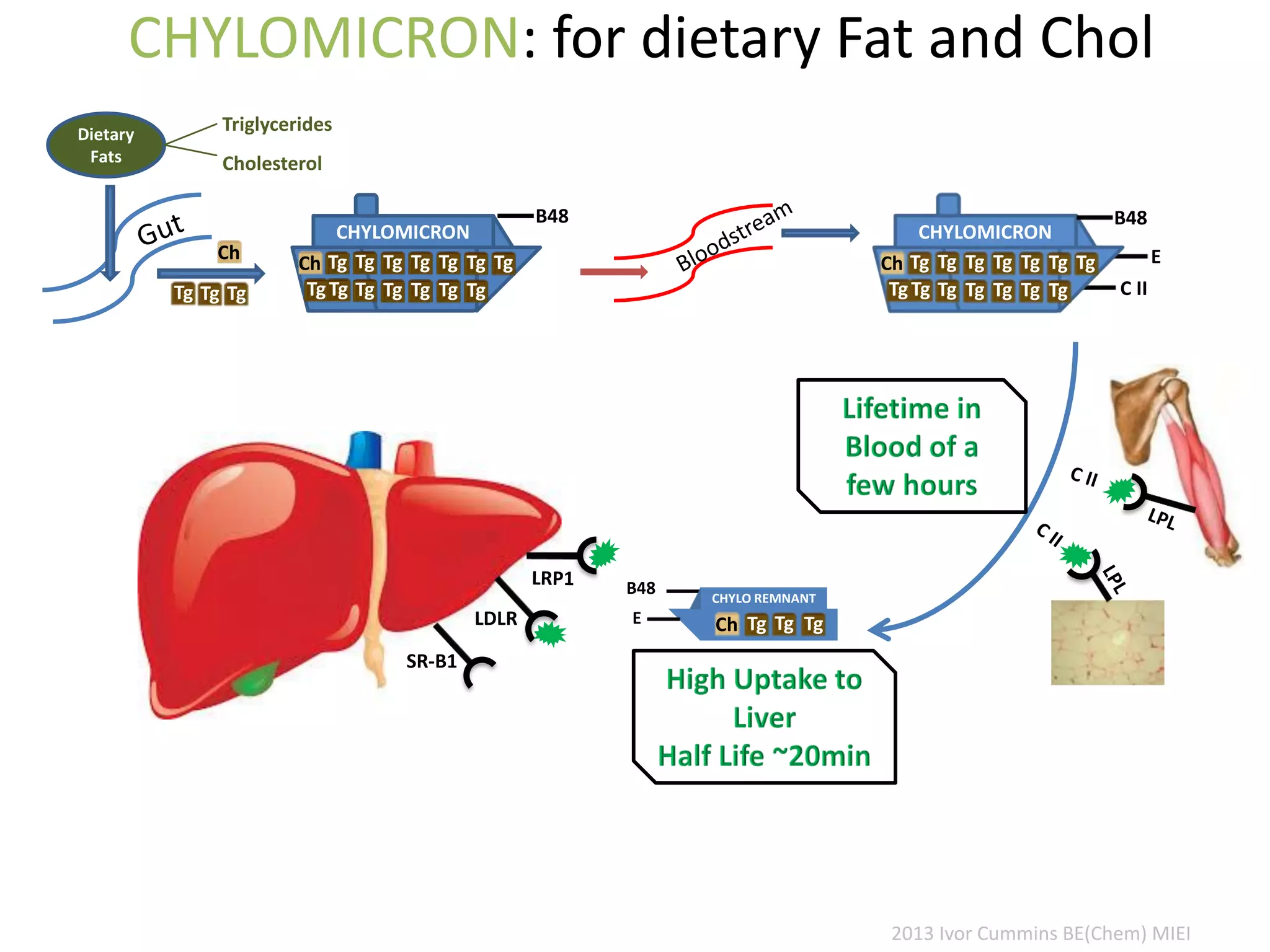 CHYLOMICRON: for dietary Fat and Chol
Dietary
Fats
Triglycerides
Cholesterol
E
C II
CHYLOMICRON
B48
TgTgCh
TgTgTg
Tg
Tg
Tg
Tg
Tg
Tg
Tg
Tg
Tg
CHYLOMICRON
B48
TgTgCh
TgTgTg
Tg
Tg
Tg
Tg
Tg
Tg
Tg
Tg
Tg
B48 CHYLO REMNANT
Ch TgTg TgELDLR
SR-B1
Ch
Tg Tg Tg
2013 Ivor Cummins BE(Chem) MIEI
 