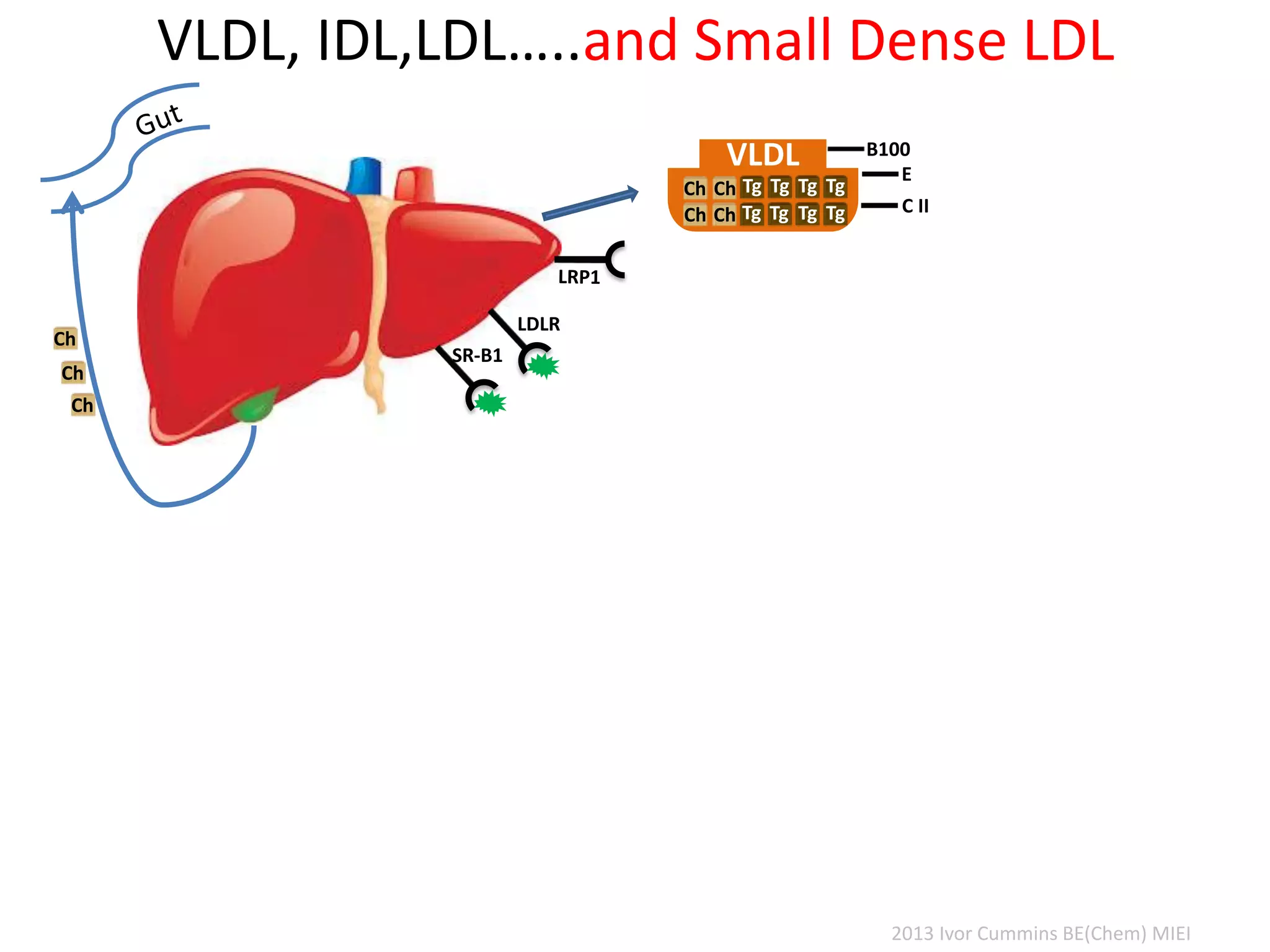 VLDL, IDL,LDL…..and Small Dense LDL
LDLR
VLDL
Tg
Tg
Tg
Tg
Tg
Tg
Tg
Tg
Ch
Ch
Ch
Ch
E
C II
B100
SR-B1
Ch
Ch
Ch
2013 Ivor Cummins BE(Chem) MIEI
 