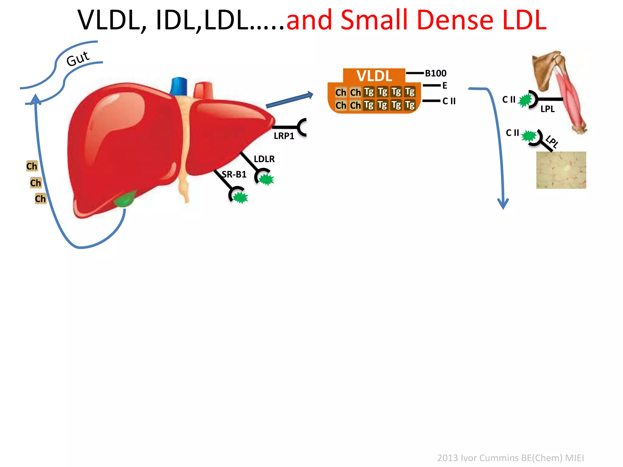 VLDL, IDL,LDL…..and Small Dense LDL
C II
LDLR
C II
LPL
VLDL
Tg
Tg
Tg
Tg
Tg
Tg
Tg
Tg
Ch
Ch
Ch
Ch
E
C II
B100
SR-B1
Ch
Ch
Ch
2013 Ivor Cummins BE(Chem) MIEI
 