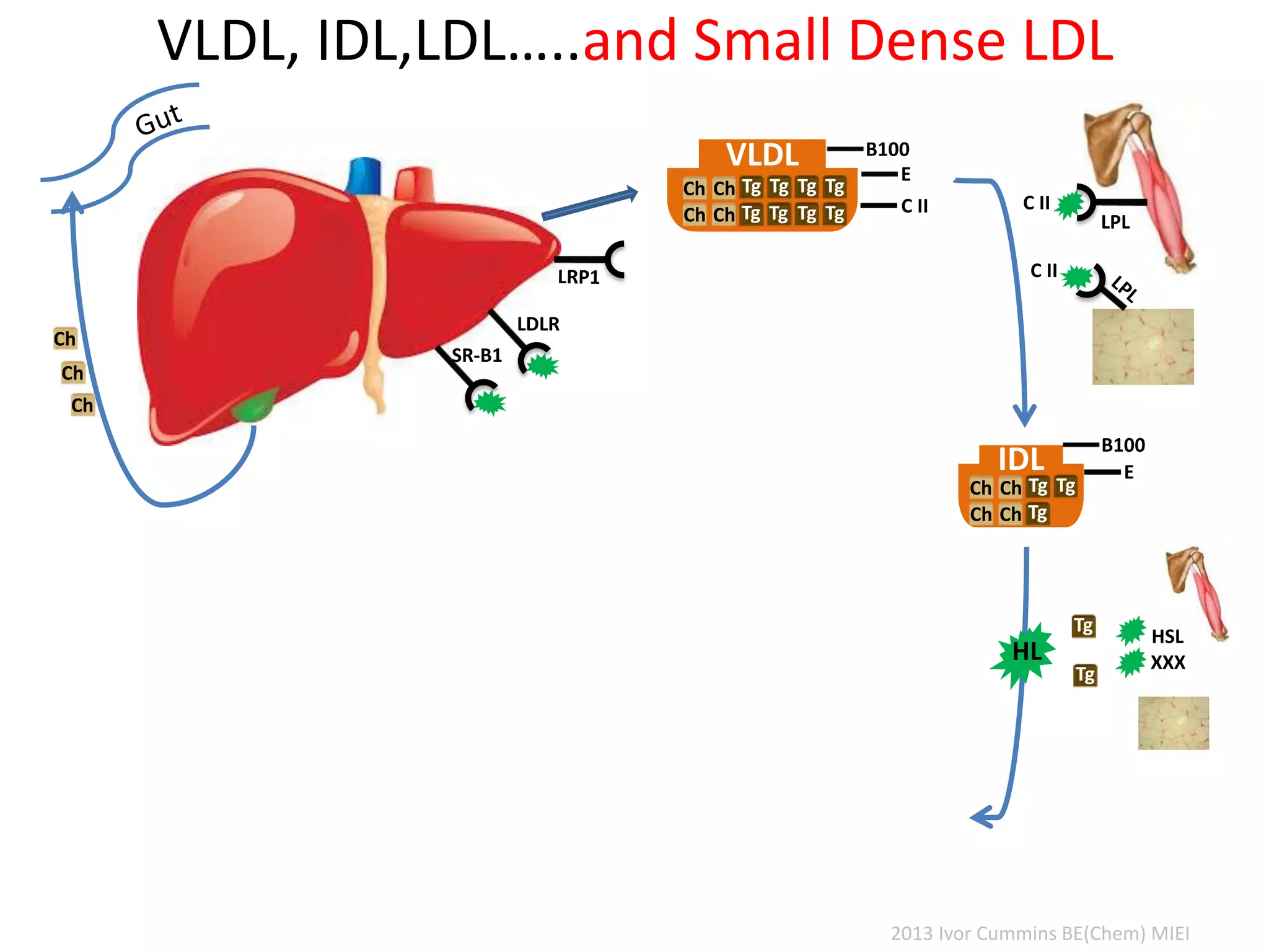VLDL, IDL,LDL…..and Small Dense LDL
C II
LDLR
C II
LPL
VLDL
Tg
Tg
Tg
Tg
Tg
Tg
Tg
Tg
Ch
Ch
Ch
Ch
E
C II
B100
IDL
TgTg
Tg
Ch
Ch
Ch
Ch
E
B100
SR-B1
HL
Ch
Ch
Ch
HSL
XXX
Tg
Tg
2013 Ivor Cummins BE(Chem) MIEI
 