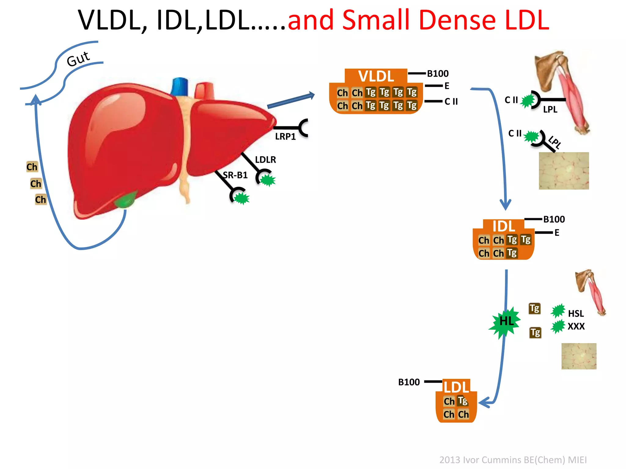 VLDL, IDL,LDL…..and Small Dense LDL
C II
LDLR
C II
LPL
VLDL
Tg
Tg
Tg
Tg
Tg
Tg
Tg
Tg
Ch
Ch
Ch
Ch
E
C II
B100
IDL
TgTg
Tg
Ch
Ch
Ch
Ch
E
B100
TgCh
ChCh
B100
LDL
SR-B1
HL
Ch
Ch
Ch
HSL
XXX
Tg
Tg
2013 Ivor Cummins BE(Chem) MIEI
 