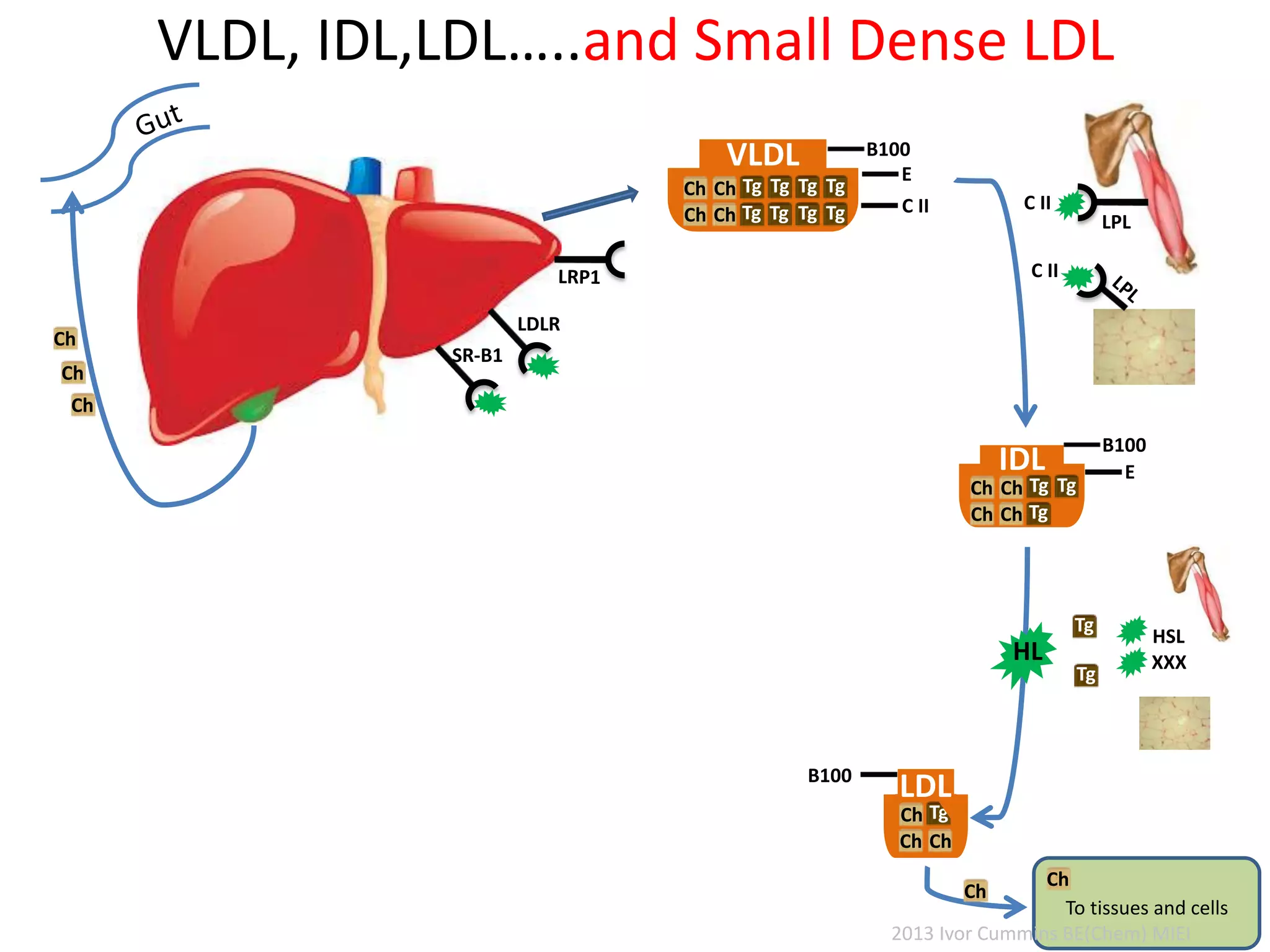 VLDL, IDL,LDL…..and Small Dense LDL
C II
LDLR
C II
LPL
VLDL
Tg
Tg
Tg
Tg
Tg
Tg
Tg
Tg
Ch
Ch
Ch
Ch
E
C II
B100
IDL
TgTg
Tg
Ch
Ch
Ch
Ch
E
B100
TgCh
ChCh
B100
LDL
SR-B1
HL
Ch
Ch
Ch
HSL
XXX
Ch
Tg
Tg
Ch
To tissues and cells
2013 Ivor Cummins BE(Chem) MIEI
 