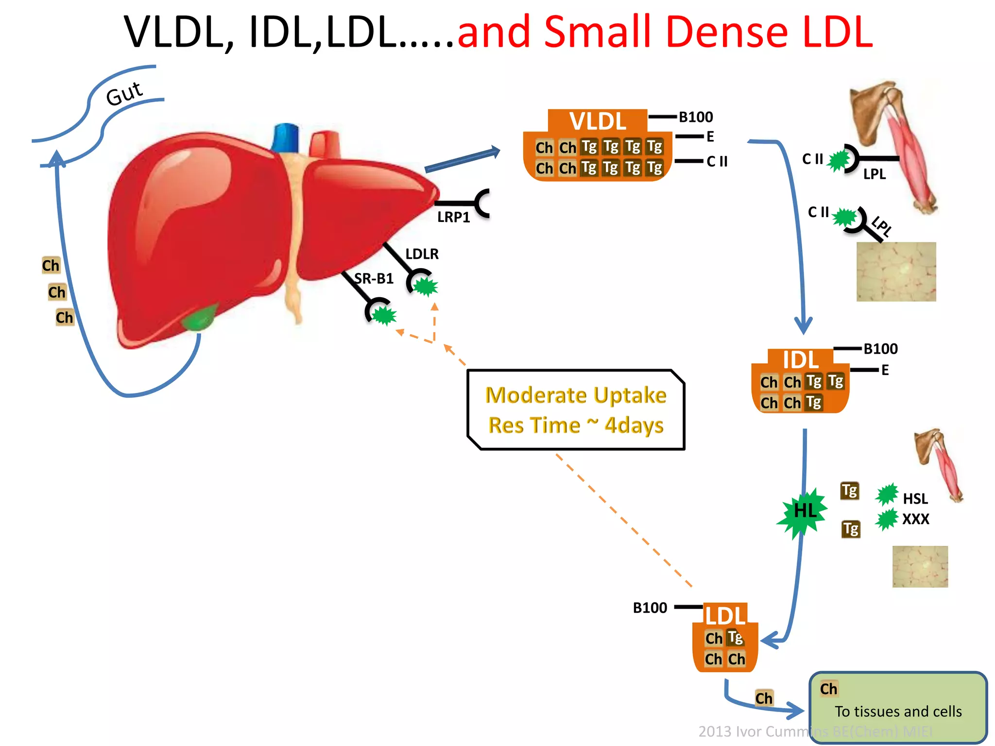 VLDL, IDL,LDL…..and Small Dense LDL
C II
LDLR
C II
LPL
VLDL
Tg
Tg
Tg
Tg
Tg
Tg
Tg
Tg
Ch
Ch
Ch
Ch
E
C II
B100
IDL
TgTg
Tg
Ch
Ch
Ch
Ch
E
B100
TgCh
ChCh
B100
LDL
SR-B1
HL
Ch
Ch
Ch
HSL
XXX
Ch
To tissues and cells
Tg
Tg
Ch
2013 Ivor Cummins BE(Chem) MIEI
 