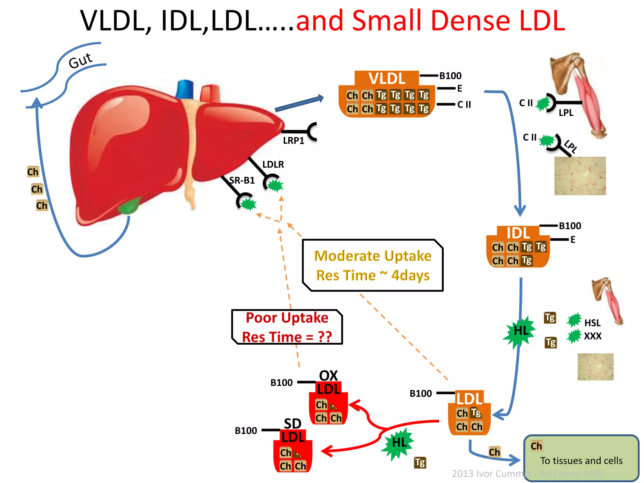 VLDL, IDL,LDL…..and Small Dense LDL
C II
LDLR
C II
LPL
VLDL
Tg
Tg
Tg
Tg
Tg
Tg
Tg
Tg
Ch
Ch
Ch
Ch
E
C II
B100
IDL
TgTg
Tg
Ch
Ch
Ch
Ch
E
B100
TgCh
ChCh
B100
LDL
SR-B1
TgCh
ChCh
B100
LDL
SD
HL
HL
Ch
Ch
Ch
HSL
XXX
Ch
Tg
Tg
Tg
Ch
TgCh
ChCh
B100
LDL
OX
To tissues and cells
2013 Ivor Cummins BE(Chem) MIEI
 