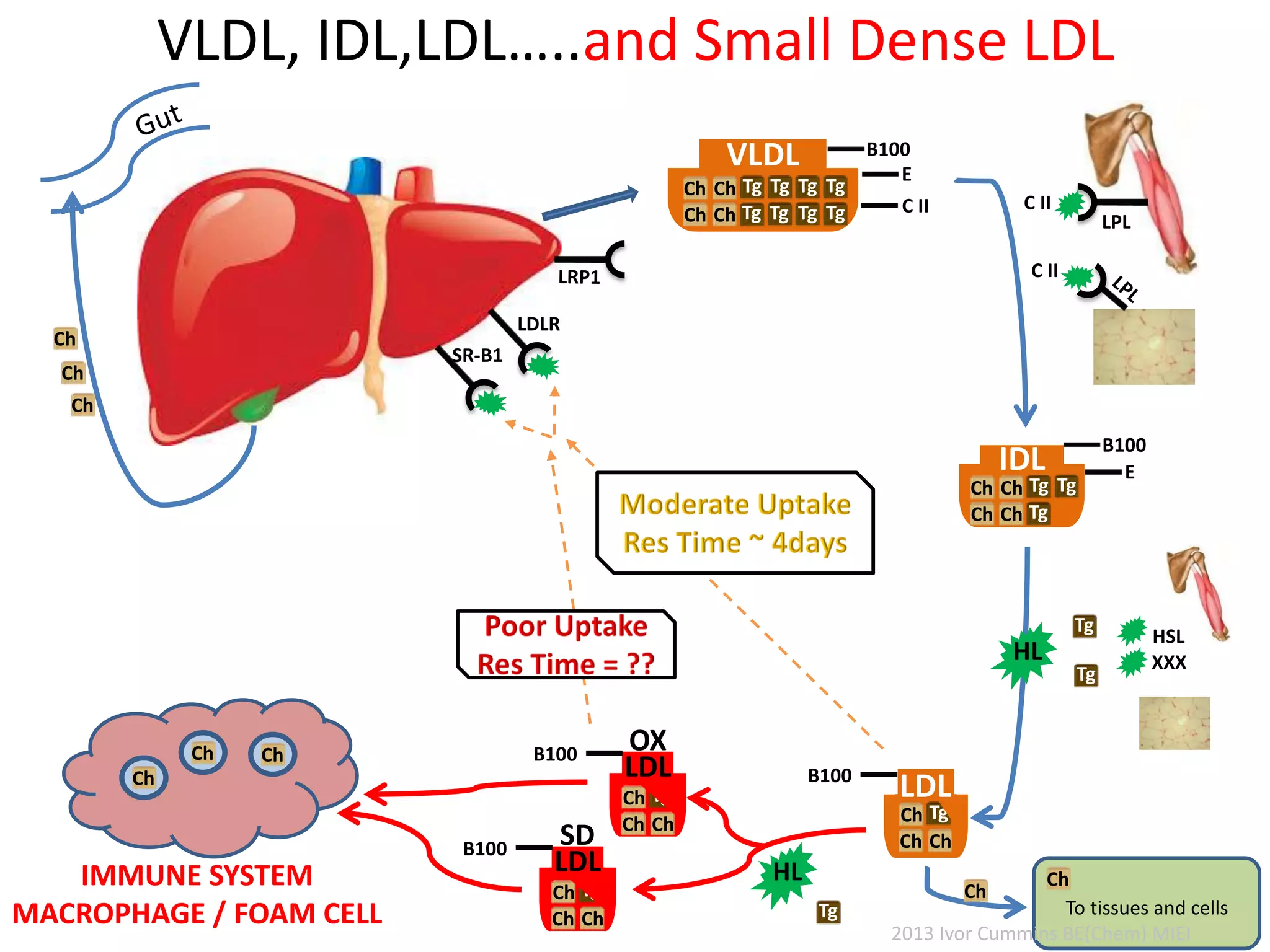 VLDL, IDL,LDL…..and Small Dense LDL
C II
LDLR
C II
LPL
VLDL
Tg
Tg
Tg
Tg
Tg
Tg
Tg
Tg
Ch
Ch
Ch
Ch
E
C II
B100
IDL
TgTg
Tg
Ch
Ch
Ch
Ch
E
B100
TgCh
ChCh
B100
LDL
SR-B1
TgCh
ChCh
B100
LDL
SD
HL
HL
Ch
Ch
Ch
Ch
Ch Ch
IMMUNE SYSTEM
MACROPHAGE / FOAM CELL
HSL
XXX
Ch
Tg
Tg
Tg
Ch
TgCh
ChCh
B100
LDL
OX
To tissues and cells
2013 Ivor Cummins BE(Chem) MIEI
 