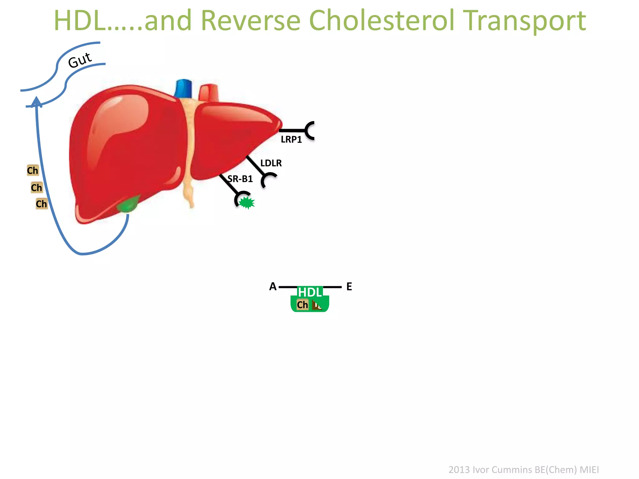 HDL…..and Reverse Cholesterol Transport
LDLR
SR-B1
Ch
Ch
Ch
Ch
A
HDL
Tg
E
2013 Ivor Cummins BE(Chem) MIEI
 