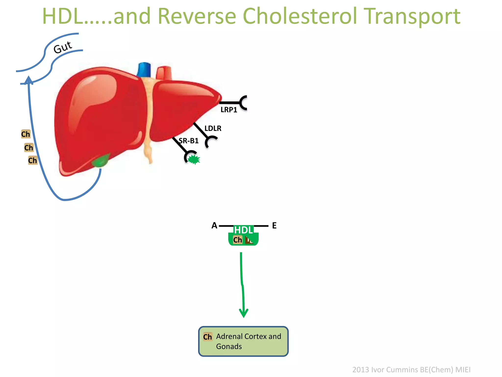 HDL…..and Reverse Cholesterol Transport
LDLR
SR-B1
Ch
Ch
Ch
Ch
A
HDL
Tg
E
Ch Adrenal Cortex and
Gonads
2013 Ivor Cummins BE(Chem) MIEI
 