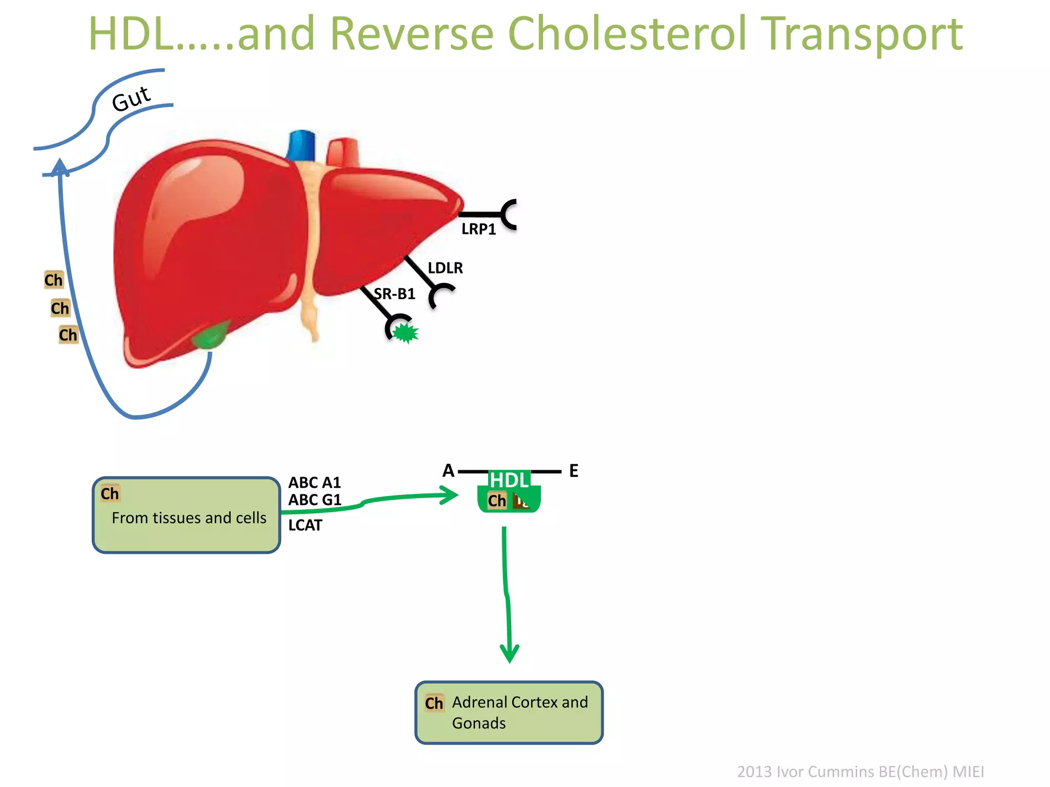HDL…..and Reverse Cholesterol Transport
LDLR
SR-B1
Ch
Ch
Ch
Ch
A
HDL
Tg
E
Ch Adrenal Cortex and
Gonads
Ch
From tissues and cells
ABC A1
ABC G1
LCAT
2013 Ivor Cummins BE(Chem) MIEI
 