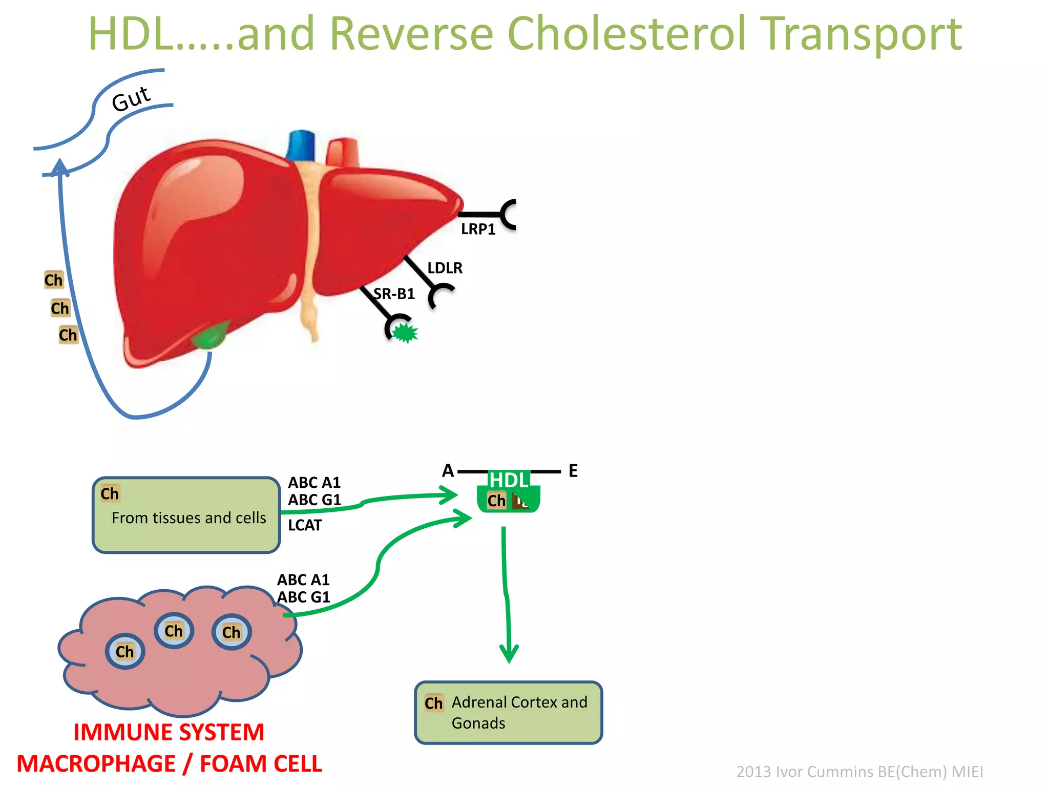 HDL…..and Reverse Cholesterol Transport
LDLR
SR-B1
Ch
Ch
Ch
Ch
A
HDL
Tg
E
Ch Adrenal Cortex and
Gonads
Ch
ABC A1
ABC G1
LCAT
Ch
Ch Ch
IMMUNE SYSTEM
MACROPHAGE / FOAM CELL
ABC A1
ABC G1
From tissues and cells
2013 Ivor Cummins BE(Chem) MIEI
 