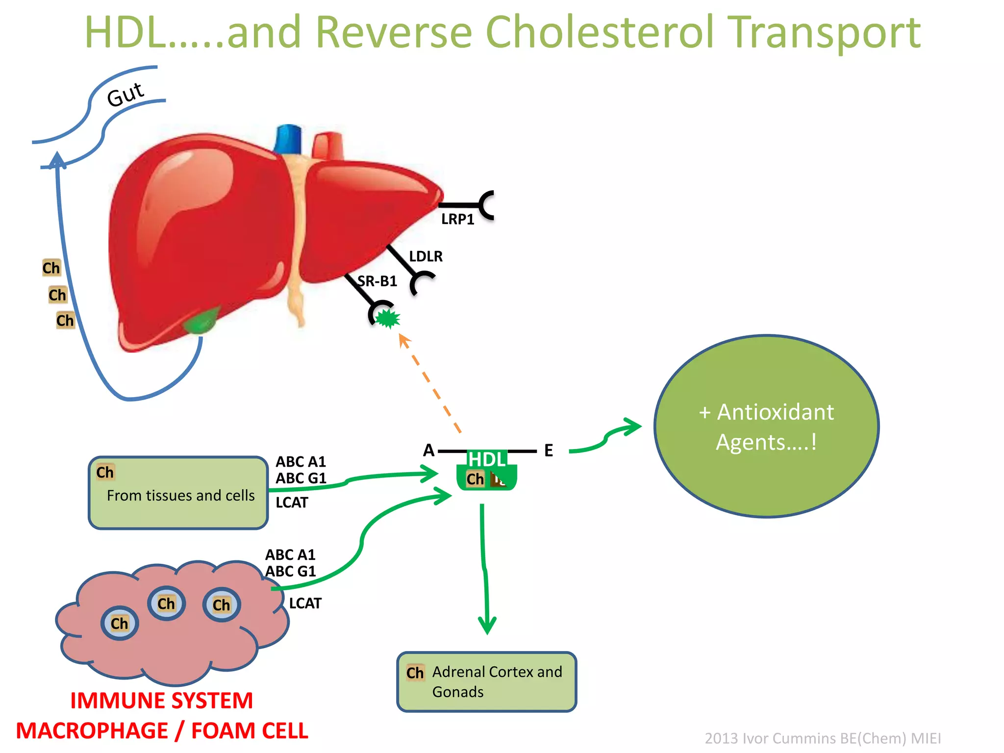 HDL…..and Reverse Cholesterol Transport
LDLR
SR-B1
Ch
Ch
Ch
Ch
Ch Ch
IMMUNE SYSTEM
MACROPHAGE / FOAM CELL
Ch
A
HDL
Tg
E
Ch
ABC A1
ABC G1
LCAT
LCAT
ABC A1
ABC G1
Ch Adrenal Cortex and
Gonads
From tissues and cells
2013 Ivor Cummins BE(Chem) MIEI
+ Antioxidant
Agents….!
 