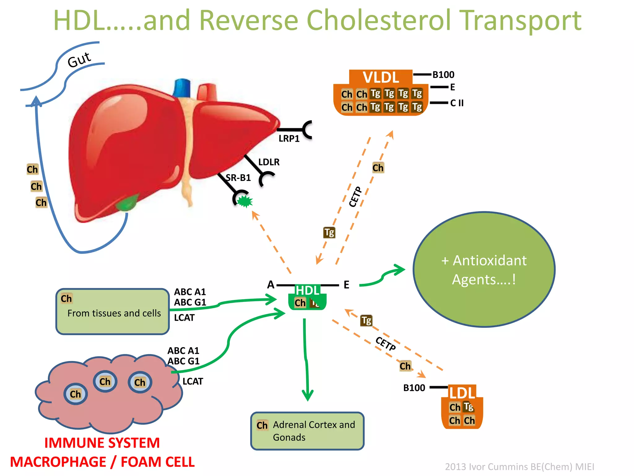 HDL…..and Reverse Cholesterol Transport
LDLR
VLDL
Tg
Tg
Tg
Tg
Tg
Tg
Tg
Tg
Ch
Ch
Ch
Ch
E
C II
B100
TgCh
ChCh
B100
LDL
SR-B1
Ch
Ch
Ch
Ch
Ch Ch
IMMUNE SYSTEM
MACROPHAGE / FOAM CELL
Ch
A
HDL
Tg
E
Ch
ABC A1
ABC G1
LCAT
LCAT
Ch
Ch
Tg
Tg
ABC A1
ABC G1
Ch Adrenal Cortex and
Gonads
From tissues and cells
2013 Ivor Cummins BE(Chem) MIEI
+ Antioxidant
Agents….!
 