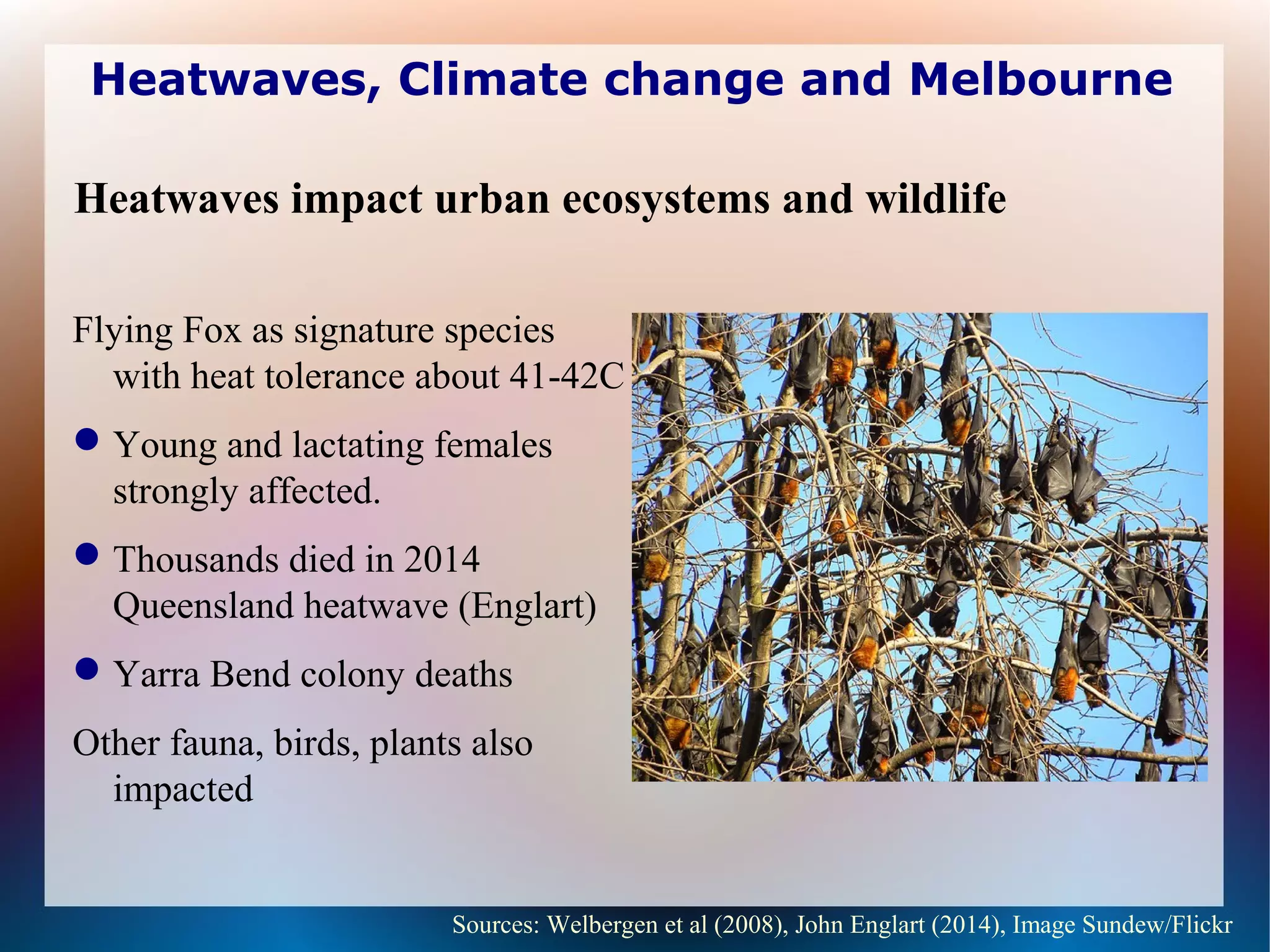 Heatwaves, Climate change and Melbourne
Flying Fox as signature species
with heat tolerance about 41-42C
Young and lactating females
strongly affected.
Thousands died in 2014
Queensland heatwave (Englart)
Yarra Bend colony deaths
Other fauna, birds, plants also
impacted
Sources: Welbergen et al (2008), John Englart (2014), Image Sundew/Flickr
Heatwaves impact urban ecosystems and wildlife
 
