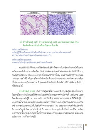 43วิทยาศาสตร์ เทคโนโลยี
และนวัตกรรม เพื่อการพัฒนาอย่างยั่งยืน
(6)	ข้าวเจ้าพันธุ์ กข51 ข้าวเหนียวพันธุ์ กข18 และข้าวเหนียวพันธุ์ กข6
ต้นเตี้ยต้านทานโรคไหม้และโรคขอบใบแห้ง
หน่วยงานที่รับผิดชอบ:
หน่วยปฏิบัติการค้นหาและใช้ประโยชน์ยีนข้าว ศช. สวทช. มหาวิทยาลัยเกษตรศาสตร์
มหาวิทยาลัยเทคโนโลยีราชมงคลล้านนาและกรมการข้าว
หน่วยงานที่รับการถ่ายทอด:
เกษตรกรในจังหวัดภาคเหนือและภาคตะวันออกเฉียงเหนือ
คณะนักวิจัยได้ดำเนินการวิจัยพัฒนาพันธุ์ข้าวโดยการค้นหายีน ด้วยเทคนิคโมเลกุล
เครื่องหมายดีเอ็นเอในการคัดเลือก (DNA Marker Assisted Selection) ร่วมกับวิธีปรับปรุง
พันธุ์แบบผสมกลับ (Backcrossing) เพื่อพัฒนาข้าวนาน้ำฝน พัฒนาพันธุ์ข้าวขาวดอกมะลิ
105และกข6ให้มีเสถียรภาพในการให้ผลผลิตต้านทานโรคและแมลงทนต่อสภาพแวดล้อม
ที่ไม่เหมาะสมและยังคงคุณภาพลักษณะเด่นใกล้เคียงกับพันธุ์เดิมในปี2556มีสายพันธุ์ข้าว
ที่สำคัญ ดังนี้
ข้าวเจ้าพันธุ์ กข51 เป็นข้าวพันธุ์แรกที่ได้จากการปรับปรุงพันธุ์โดยใช้เครื่องหมาย
โมเลกุลในการคัดเลือกและได้รับการรับรองพันธุ์จากกรมการข้าวเมื่อวันที่ 12 มีนาคม 2556
โดยพัฒนาจากพันธุ์ข้าวขาวดอกมะลิ 105 กับพันธุ์ IR49830-7-1-2-2 ทำให้ได้พันธุ์ข้าว
กข51 ทนน้ำท่วมฉับพลันมีลักษณะเด่นคือเป็นข้าวไวต่อช่วงแสงมีคุณภาพเมล็ดทางกายภาพ
เคมี การหุงรับประทานใกล้เคียงกับข้าวขาวดอกมะลิ 105 และสามารถทนน้ำท่วมฉับพลัน
ในระยะเจริญเติบโตทางลำต้นได้ 12 วัน เหมาะแก่การปลูกในพื้นที่นาน้ำฝนที่มีความเสี่ยง
ต่อการเกิดน้ำท่วมฉับพลันในพื้นที่ภาคเหนือและภาคตะวันออกเฉียงเหนือ ให้ผลผลิต
เฉลี่ยสูงสุด 736 กิโลกรัมต่อไร่
 