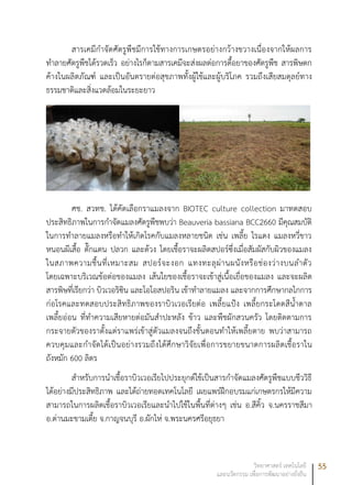 55วิทยาศาสตร์ เทคโนโลยี
และนวัตกรรม เพื่อการพัฒนาอย่างยั่งยืน
สารเคมีกำจัดศัตรูพืชมีการใช้ทางการเกษตรอย่างกว้างขวางเนื่องจากให้ผลการ
ทำลายศัตรูพืชได้รวดเร็ว อย่างไรก็ตามสารเคมีจะส่งผลต่อการดื้อยาของศัตรูพืช สารพิษตก
ค้างในผลิตภัณฑ์ และเป็นอันตรายต่อสุขภาพทั้งผู้ใช้และผู้บริโภค รวมถึงเสียสมดุลย์ทาง
ธรรมชาติและสิ่งแวดล้อมในระยะยาว
ศช. สวทช. ได้คัดเลือกราแมลงจาก BIOTEC culture collection มาทดสอบ
ประสิทธิภาพในการกำจัดแมลงศัตรูพืชพบว่า Beauveria bassiana BCC2660 มีคุณสมบัติ
ในการทำลายแมลงหรือทำให้เกิดโรคกับแมลงหลายชนิด เช่น เพลี้ย ไรแดง แมลงหวี่ขาว
หนอนผีเสื้อ ตั๊กแตน ปลวก และด้วง โดยเชื้อราจะผลิตสปอร์ซึ่งเมื่อสัมผัสกับผิวของแมลง
ในสภาพความชื้นที่เหมาะสม สปอร์จะงอก แทงทะลุผ่านผนังหรือช่องว่างบนลำตัว
โดยเฉพาะบริเวณข้อต่อของแมลง เส้นใยของเชื้อราจะเข้าสู่เนื้อเยื่อของแมลง และจะผลิต
สารพิษที่เรียกว่า บิวเวอริซิน และโอโอสปอริน เข้าทำลายแมลง และจากการศึกษากลไกการ
ก่อโรคและทดสอบประสิทธิภาพของราบิวเวอเรียต่อ เพลี้ยแป้ง เพลี้ยกระโดดสีน้ำตาล
เพลี้ยอ่อน ที่ทำความเสียหายต่อมันสำปะหลัง ข้าว และพืชผักสวนครัว โดยติดตามการ
กระจายตัวของราตั้งแต่ราแพร่เข้าสู่ตัวแมลงจนถึงขั้นตอนทำให้เพลี้ยตาย พบว่าสามารถ
ควบคุมและกำจัดได้เป็นอย่างรวมถึงได้ศึกษาวิจัยเพื่อการขยายขนาดการผลิตเชื้อราใน
ถังหมัก 600 ลิตร
สำหรับการนำเชื้อราบิวเวอเรียไปประยุกต์ใช้เป็นสารกำจัดแมลงศัตรูพืชแบบชีววิธี
ได้อย่างมีประสิทธิภาพ และได้ถ่ายทอดเทคโนโลยี เผยแพร่ฝึกอบรมแก่เกษตรกรให้มีความ
สามารถในการผลิตเชื้อราบิวเวอเรียและนำไปใช้ในพื้นที่ต่างๆ เช่น อ.สีคิ้ว จ.นครราชสีมา
อ.ด่านมะขามเตี้ย จ.กาญจนบุรี อ.ผักไห่ จ.พระนครศรีอยุธยา
 