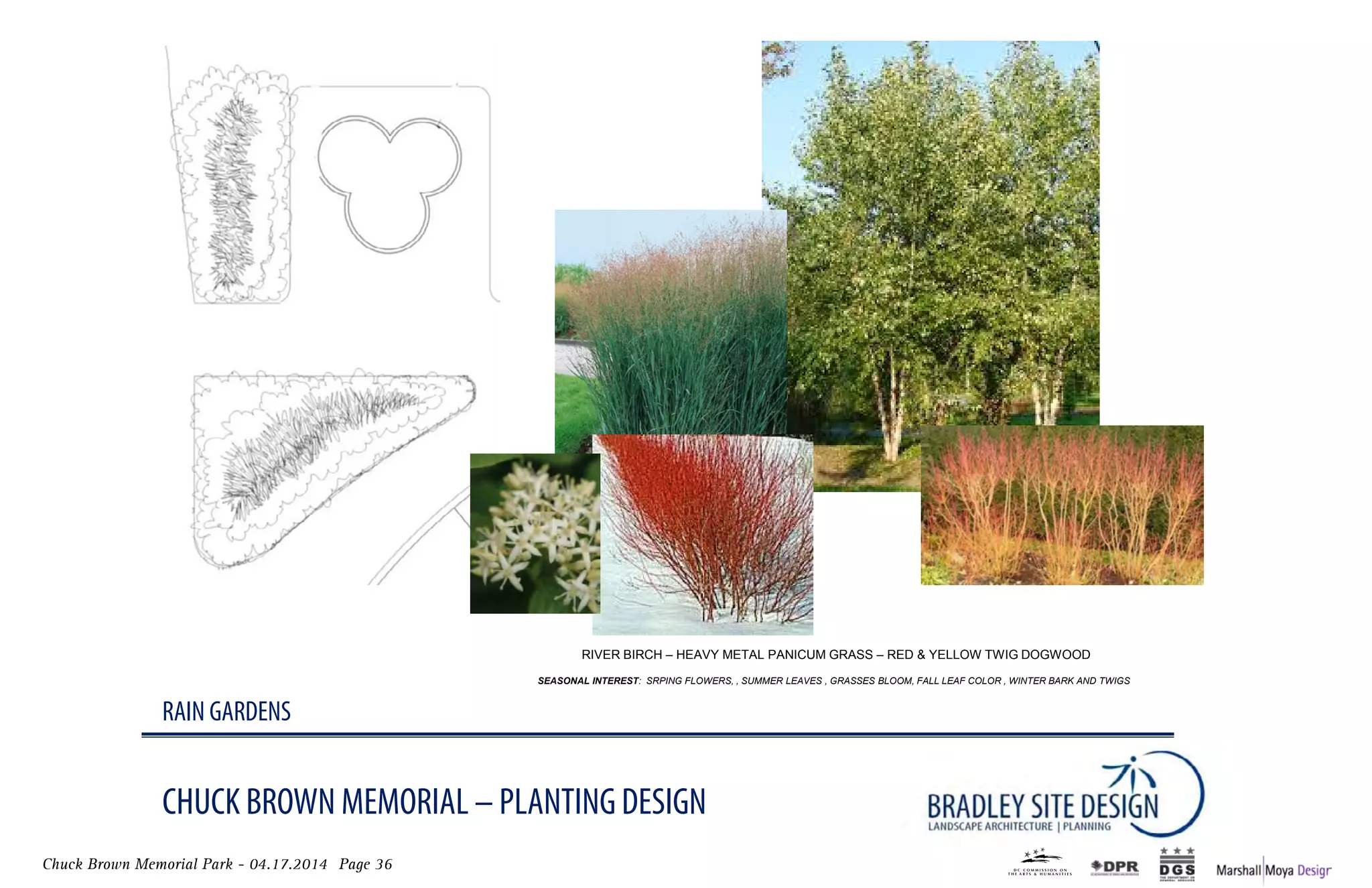 Chuck Brown Memorial Park - 04.17.2014 Page 36
CHUCK BROWN MEMORIAL – PLANTING DESIGN
RAIN GARDENS
RIVER BIRCH – HEaVY mEtal PanICum GRass – REd & YElloW tWIG doGWood
SEASONAL INTEREST: SRPING FLOWERS, , SUMMER LEAVES , GRASSES BLOOM, FALL LEAF COLOR , WINTER BARK AND TWIGS
 
