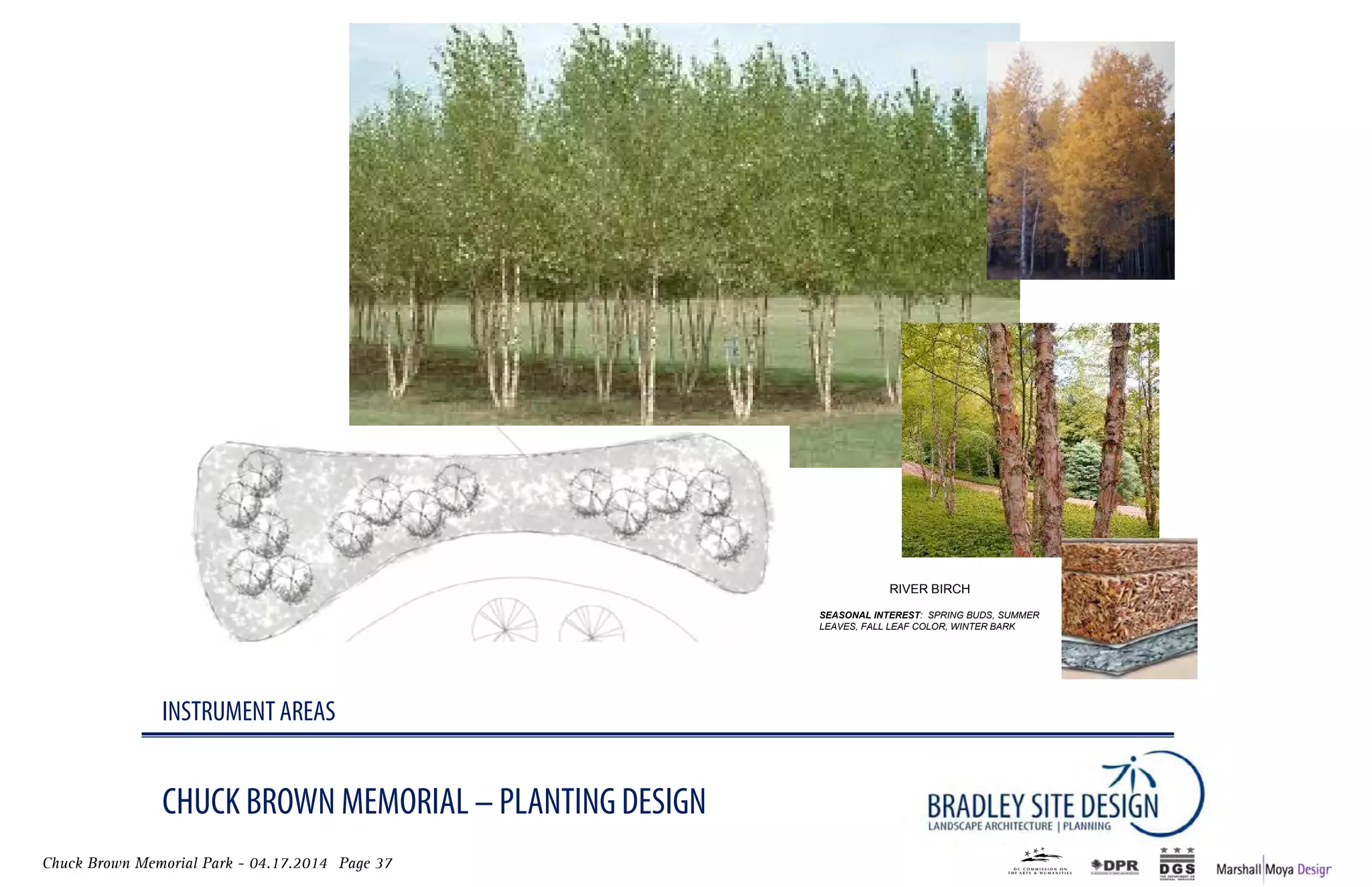 Chuck Brown Memorial Park - 04.17.2014 Page 37
CHUCK BROWN MEMORIAL – PLANTING DESIGN
INSTRUMENT AREAS
RIVER BIRCH
SEASONAL INTEREST: SPRING BUDS, SUMMER
LEAVES, FALL LEAF COLOR, WINTER BARK
 