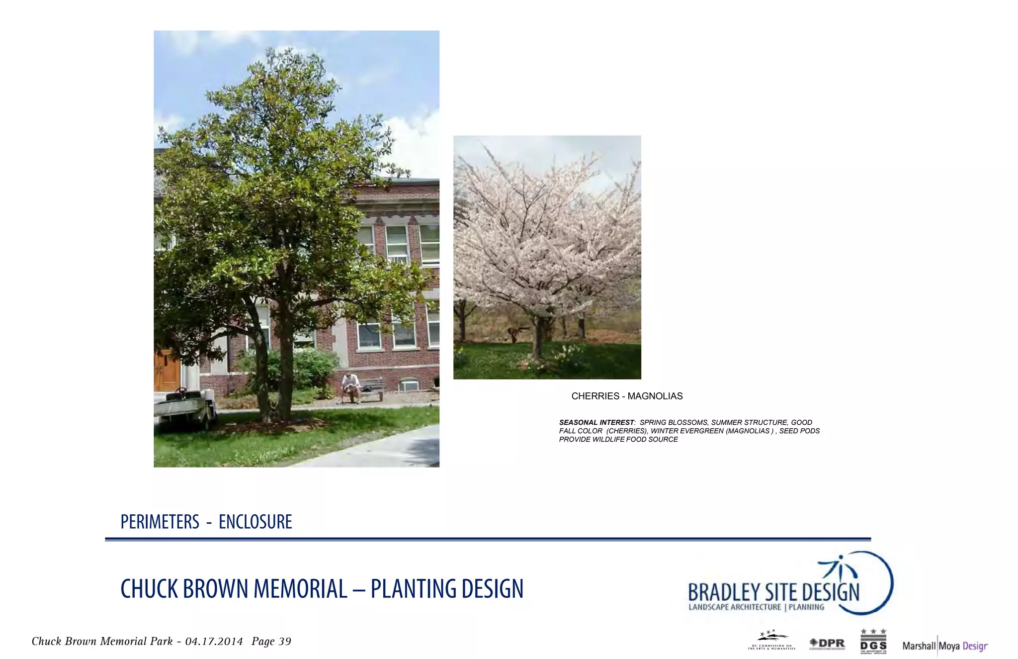 Chuck Brown Memorial Park - 04.17.2014 Page 39
CHUCK BROWN MEMORIAL – PLANTING DESIGN
PERIMETERS - ENCLOSURE
CHERRIEs - maGnolIas
SEASONAL INTEREST: SPRING BLOSSOMS, SUMMER STRUCTURE, GOOD
FALL COLOR (CHERRIES), WINTER EVERGREEN (MAGNOLIAS ) , SEED PODS
PROVIDE WILDLIFE FOOD SOURCE
 