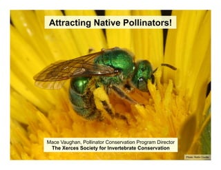 Mace Vaughan, Pollinator Conservation Program Director
The Xerces Society for Invertebrate Conservation
Attracting Native Pollinators!
Photo: Rollin Coville
 