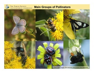 Bees: The Most Important Pollinators
Photo: Rollin Coville
• Collect and transport pollen
• Forage in area around nest
• F...