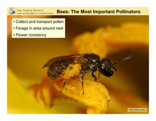 Photo: Rollin Coville
Non-Native Bees: European Honey Bees
 