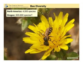 Photo: Stephen L. Buchmann
Bee Diversity
 