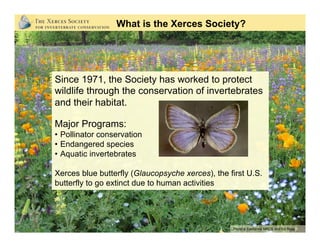 What is the Xerces Society?
Photo:s California NRCS and Ed Ross
Since 1971, the Society has worked to protect
wildlife through the conservation of invertebrates
and their habitat.
Major Programs:
•  Pollinator conservation
•  Endangered species
•  Aquatic invertebrates
Xerces blue butterfly (Glaucopsyche xerces), the first U.S.
butterfly to go extinct due to human activities
 