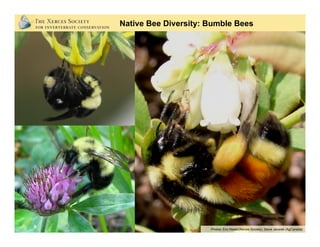 Photo: Rollin Coville
Native Bee Diversity: Leaf-cutter Bees
 