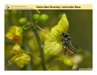 Photos: Mace Vaughan (Xerces Society)
Native Bee Diversity: Mason Bees
 