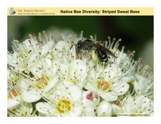 Native Bee Diversity: Striped Sweat Bees
Photo: Mace Vaughan (Xerces Society)
 