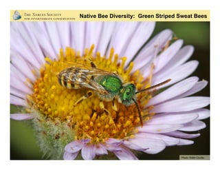Native Bee Diversity: Green Striped Sweat Bees
Photo: Rollin Coville
 