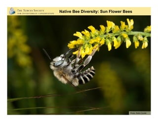 Native Bee Diversity: Sun Flower Bees
Photo: Rollin Coville
 
