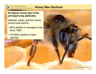 European honey bee is the
principal crop pollinator.
Disease, pests, and low honey
prices have lead to:
•  50% decline in managed hives
since 1950
•  70-100% decline in feral
colonies
Photo: USDA-ARS/Scott Bauer
Honey Bee Declines
 