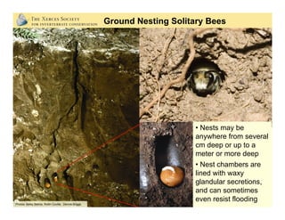 Photos: Betsy Betros, Rollin Coville, Dennis Briggs
• Nests may be
anywhere from several
cm deep or up to a
meter or more deep
• Nest chambers are
lined with waxy
glandular secretions,
and can sometimes
even resist flooding
Ground Nesting Solitary Bees
 