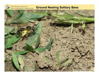Photo: Mace Vaughan (Xerces Society)
Ground Nesting Solitary Bees
 