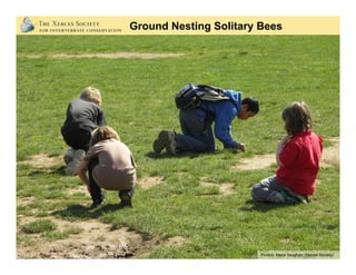Retain or create bare soil:
•  Keep areas of bare ground
•  Maximize untilled areas
•  Clear away some plants
from well dr...