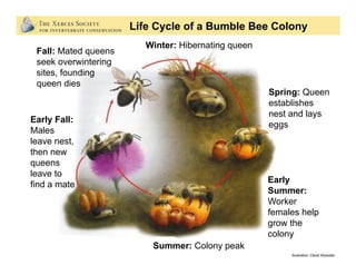 Bring Back the Pollinators
To bring back the pollinators,
I will:
•  Protect and provide bee nests.
•  Grow a variety of p...