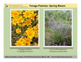 Slide and photos courtesy of Humble Roots Nursery (Mosier, OR). www.humblerootsnursery.com
Forage Patches: Spring Bloom
Ca...