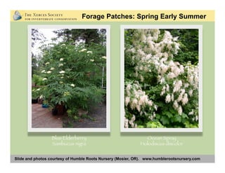 Slide and photos courtesy of Humble Roots Nursery (Mosier, OR). www.humblerootsnursery.com
Forage Patches: Spring Early Summer
Blue Elderberry
Sambucus nigra
Ocean Spray
Holodiscus discolor
 
