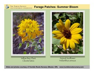 Slide and photos courtesy of Humble Roots Nursery (Mosier, OR). www.humblerootsnursery.com
Annual Sunﬂower
Helianthus annuus
Forage Patches: Summer Bloom
Yellow Bee Plant
Cleome lutea
 