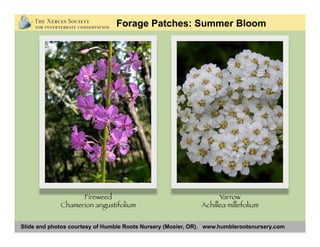 Slide and photos courtesy of Humble Roots Nursery (Mosier, OR). www.humblerootsnursery.com
Forage Patches: Summer Bloom
Fireweed
Chamerion angustifolium
Yarrow
Achillea millefolium
 
