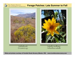 Slide and photos courtesy of Humble Roots Nursery (Mosier, OR). www.humblerootsnursery.com
Rabbitbrush
Ericameria sp.
Nuttall’s Sunﬂower
Helianthus nuttallii
Forage Patches: Late Summer to Fall
 