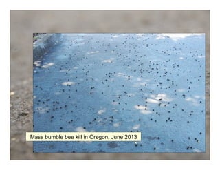 Mass bumble bee kill in Oregon, June 2013
 