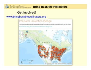 Bring Back the Pollinators
Get involved!
www.bringbackthepollinators.org
 