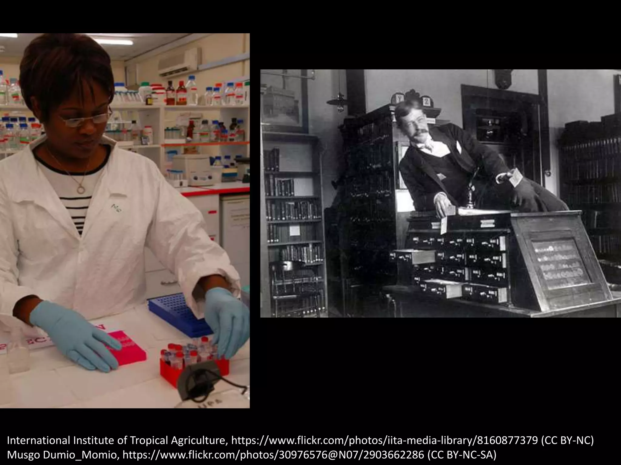 International Institute of Tropical Agriculture, https://www.flickr.com/photos/iita-media-library/8160877379 (CC BY-NC)
Musgo Dumio_Momio, https://www.flickr.com/photos/30976576@N07/2903662286 (CC BY-NC-SA)
 