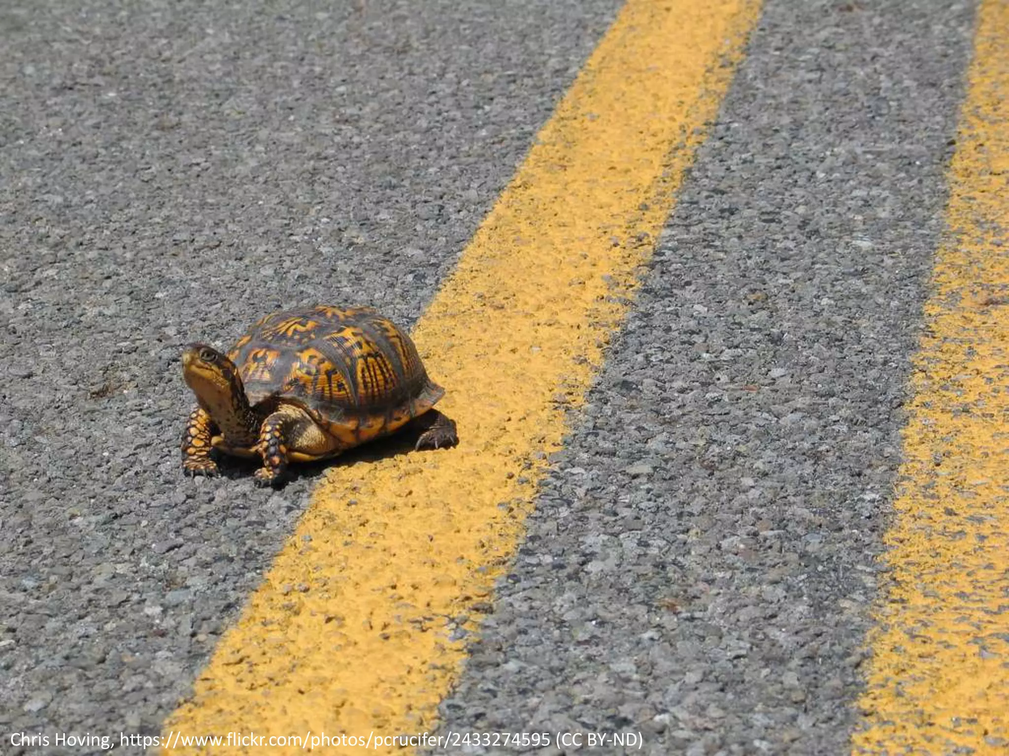 Chris Hoving, https://www.flickr.com/photos/pcrucifer/2433274595 (CC BY-ND)
 