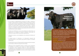 26 27
•	 Por otra parte, la suplementación de grasa en la dieta, aumenta la
energía y reduce el balance energético negativo lo que tiene un efecto
positivo sobre la función reproductiva. la concentración plasmática de
progesterona, el tamaño del folículo ovulatorio, el número de folículos
ováricos, el control sobre la regresión del cuerpo lúteo y mayores
índices de concepción y preñez. Por otra parte una dieta pobre en
energía y una condición corporal inadecuada pueden afectar la función
reproductiva de manera negativa.
•	 El efecto de la deficiencia o exceso de proteína en la dieta frente a la
reproducción es complejo. En general, cantidades inadecuadas de
proteína en la dieta reducen desempeño reproductivo.
•	 Utilización de razas o cruces adaptados a las condiciones climáticas de
la región.
•	 El destete precoz, la restricción y la interrupción temporal del
amamantamiento, es una práctica que permite mejorar la actividad
reproductiva.
•	 Esimportanteconocerelcomportamientoreproductivodelosanimales
lo que facilita la utilización de prácticas de manejo.
•	 Selección del toro reproductor bovino. A partir de una evaluación
de fertilidad en el tiempo, que involucra la calidad espermática y
el diagnóstico clínico, mediante pruebas de rutina especializadas.
Considerando que “la fertilidad de un toro es económicamente 10 veces
másimportantequelacalidaddesucarcasay5vecesmásquelavelocidad
de crecimiento”
Evaluación
reproductiva
del toro
La evaluación reproductiva del toro se realiza antes del
servicio, de una exposición, venta, compra, extracción de
semen con fines de criopreservación o para inseminación
artificial. Con la evaluación se determina si el toro es apto,
no apto o cuestionable para la reproducción.
Este examen debe realizarse en forma rutinaria y sistemática.
A continuación se enumeran algunos pasos:
Descripción: Individual y del hato.
Anamnesis: individual y del hato.
Examen clínico general: Estado general del individuo con
el animal de pie y en estado de reposo y en movimiento, con
mayor relevancia en el aparato locomotor (aplomos, estado
de pezuñas, línea de columna, luxaciones articulares, etc.),
Si durante el examen se observa algún signo que oriente
hacia alguna patología en cualquier otro sistemas o aparato
debe evaluarse el mismo exhaustivamente para realizar un
correcto diagnóstico.
 