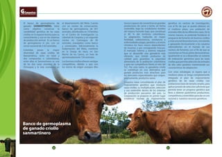 30 31
El banco de germoplasma de
ganado SANMARTINERO, tiene
como objetivo conservar la
variabilidad genética de las razas
criollas en la especie bovina para su
conocimiento y uso en los sistemas
de producción animal. Es un banco
de germoplasma in situ, con un
censo nacional de 3.421animales.
Colombia posee la mayor
diversidad de razas criollas de
Iberoamérica, ocho en total y
dos compuestas o colombianas,
entre ellas el Sanmartinero es una
de las dos razas oriundas de la
Orinoquia y la más numerosa en
el departamento del Meta. Cuenta
con un núcleo de conservación,
banco de germoplasma, de 457
animales, distribuidos en 10 familias
en el Centro de Investigación La
Libertad de Corpoica y un segundo
núcleo en Carimagua de 85
animales, manejados como banco
y comerciales.  Adicionalmente la
Gobernación del Meta, mantiene
en la Granja de Iracá, en San
Martín de los Llanos, un hato de
aproximadamente 150 animales.
Losbovinoscriollosofrecenventajas
competitivas, debido a que son
los únicos de origen europeo (Bos
taurus) capaces de convertirse en grandes
productores de carne y leche, en forma
sostenible, bajo las condiciones hostiles
del trópico húmedo bajo, que constituye
el 80 % del territorio colombiano.
Su adaptación, traducida en mayor
fertilidad, sobrevivencia, resistencia a
enfermedades plagas, parásitos y al estrés
climático los hace menos dependientes
de insumos y por consiguiente inocuos.
El mercado interno y externo requiere
que se desarrolle una ganadería más
eficiente, que brinde productos de
calidad para garantizar la seguridad
alimentaria de la población colombiana
y para ser competitivos frente al reto del
TLC. Por esta razón, la ganadería criolla
se constituye en una alternativa que
genera productos más atractivos para
los mercados especializados que exigen,
precisamente, productos sanos.
Corpoica viene consolidando el plan de
mejoramiento genético que involucra
razas criollas, su multiplicación, selección
y uso sostenible dentro de los sistemas
de producción pecuarios del país. La
Corporación se propone en primer lugar
establecer núcleos de mejoramiento
genético en centros de investigación,
con el fin de que se pueda obtener, en
el mediano plazo, una población de
animales élite de las diferentes razas. De la
misma manera, se pretende fortalecer el
programa de fomento de bovinos criollos
ycrearunareddeproductores,vinculando
y apoyando técnicamente a los usuarios
sobresalientes en el manejo de sus
núcleos de fomento, con el fin de que se
conviertan en fincas piloto demostrativas.
Igualmente se va a desarrollar un sistema
de indexación genómico para las razas
criollasquepermitaseleccióndeanimales
de alto valor genético manteniendo sus
características de adaptación.
Con estas estrategias se espera que a
mediano plazo se tenga completamente
integrado el plan de mejoramiento
genético de las razas criollas con
poblaciones base de tamaño amplio, para
aplicarpresióndeselecciónsuficienteque
permita tener un progreso genético que
lleve a obtener parámetros productivos,
competitivosysosteniblesparadarunuso
racional a nuestros recursos genéticos.
Banco de germoplasma
de ganado criollo
sanmartinero
 