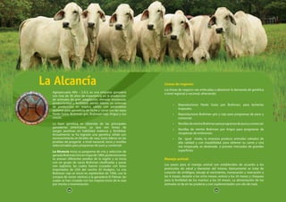 48 49
La Alcancía
Agropecuaria Alfa – S.A.S. es una empresa ganadera
con más de 30 años de experiencia en la producción
de animales de gran adaptación, elevada resistencia,
productividad y fertilidad; siendo líderes en sistemas
de producción en trópico cálido con parámetros
óptimos para ganadería de leche y carne con las razas
Pardo Suizo, Brahman gris, Brahman rojo, Angus y sus
cruces.
La base genética es obtenida de las principales
ganaderías americanas, ya que son líneas de
sangre positivas en habilidad materna y fertilidad.
Actualmente se ha logrado una genética sólida con
reconocimiento en feriales de raza, toros líderes en las
pruebas de progenie a nivel nacional, toros y novillas
seleccionados para programas de puro y comercial.
La Alcancía inicia su programa de cría y selección de
ganadoBrahmánGrisenmayode1989,posteriormente
se anexan diferentes predios de la región y se inicia
con un grupo de vacas Brahman clasificadas y puras
con registros, las cuales fueron cruzadas con toros
importados de USA del rancho JD Hudgins. La cría
Brahman rojo se inició en septiembre de 1996, con la
compra de varios vientres a la ganadería El Palmar, las
cuales se han cruzado con los mejores toros de la raza
por monta o inseminación.
Líneas de negocio:
Las líneas de negocio van enfocadas a abastecer la demanda de genética
a nivel regional y nacional, ofreciendo:
•	 Reproductores Pardo Suizo por Brahman, para lecherías
tropicales.
•	 Reproductores Brahman gris y rojo para programas de puro y
comercial.
•	 NovillasdevientreBrahmanparaprogramasdepuroycomercial.
•	 Novillas de vientre Brahman por Angus para programas de
receptoras de embriones.
•	 De igual modo, la empresa produce animales cebados de
alta calidad y con trazabilidad, para obtener su carne y una
vez empacada, es destinada a proveer mercados de grandes
superficies.
Manejo animal:
Los pasos para el manejo animal son establecidos de acuerdo a los
protocolos de salud y bienestar del mismo, básicamente se trata de
curación de ombligos, tatuaje al nacimiento, numeración y marcación a
los 4 meses, destete a los ocho meses, entore a los 24 meses y chequeo
para la fertilidad de los machos a los 24 meses. La alimentación de los
animales se da en las praderas y son suplementados con silo de maíz.
48 49
 