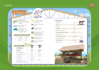 52 53
INDICADOR VALOR
Preñez
Natalidad 72%
Fertilidad 63.4%
Número de vacas por toro 28-30
Número de pajillas por concepción 2.8
Estación de monta
IEP (Intervalo entre partos) 429 días
Edad primer parto (mes) 37.2
Peso al nacimiento 330 Kg
Días de lactancia 247 días
No. ACTIVIDAD AREA (Ha.)
1 Ganadería 1.587
TOTAL 1.587
Régimen de lluvias: 3.700mm
año mayor cantidad de
precipitación de Abril a Julio
y Octubre a Noviembre
Sistema(s) productivo(s):
Pastoreo rotacional
Razas y/o cruces: Brahmán
Gris y Rojo
Ubicación de la finca
Vereda San Nicolás – Cumaral
- Meta a 22km de Restrepo vía
San Nicolás
Temperatura promedio
anual: 19.7°C menor y
33.4°C mayor.
Número total de animales:
3.048
Número de animales
por Hectárea: 1.92
Altura sobre el nivel del
mar: 299 msnm
Conformación del terreno
(plano, ondulado,
montañoso, etc.) 95% plano
y 5 % ondulado suave
Área total en hectáreas y distribución:
Indicadores Técnicos:
a. Productivos
INDICADOR MACHO HEMBRA
GPD (promedio/año) 461 gr. 484 gr.
Peso al destete (210 días) 204 Kg. 191 Kg.
Edad del destete 247 días 247 días
Edad Sacrificio 30 meses
Peso al sacrificio 500 Kg. 450 Kg.
Mortalidad hasta el sacrificio 3%
b. Reproductivos
La Alcancía
INDICADOR VALOR
Preñez
Natalidad 72%
Fertilidad 63.4%
Número de vacas por toro 28-30
Número de pajillas por concepción 2.8
Estación de monta
IEP (Intervalo entre partos) 429 días
Edad primer parto (mes) 37.2
Peso al nacimiento 330 Kg
Días de lactancia 247 días
No. ACTIVIDAD AREA (Ha.)
1 Ganadería 1.587
TOTAL 1.587
Régimen de lluvias: 3.700mm
año mayor cantidad de
precipitación de Abril a Julio
y Octubre a Noviembre
Sistema(s) productivo(s):
Pastoreo rotacional
Razas y/o cruces: Brahmán
Gris y Rojo
Ubicación de la finca
Vereda San Nicolás – Cumaral
- Meta a 22km de Restrepo vía
San Nicolás
Temperatura promedio
anual: 19.7°C menor y
33.4°C mayor.
Número total de animales:
3.048
Número de animales
por Hectárea: 1.92
Altura sobre el nivel del
mar: 299 msnm
Conformación del terreno
(plano, ondulado,
montañoso, etc.) 95% plano
y 5 % ondulado suave
Área total en hectáreas y distribución:
Indicadores Técnicos:
a. Productivos
INDICADOR MACHO HEMBRA
GPD (promedio/año) 461 gr. 484 gr.
Peso al destete (210 días) 204 Kg. 191 Kg.
Edad del destete 247 días 247 días
Edad Sacrificio 30 meses
Peso al sacrificio 500 Kg. 450 Kg.
Mortalidad hasta el sacrificio 3%
b. Reproductivos
 