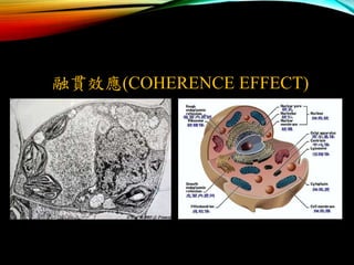 ؞Ч(COHERENCE EFFECT)
 